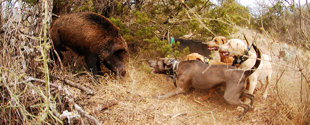 Lacy hog dogs in action